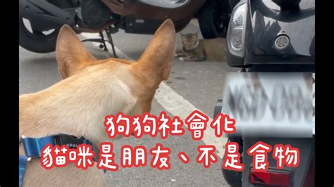 狗狗社會化